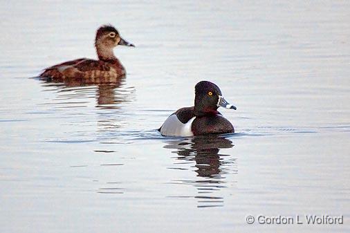 Ring-necked Ducks_24695.jpg - Ring-necked Ducks (Aythya collaris) photographed along the Rideau Canal Waterway at Kilmarnock, Ontario, Canada.